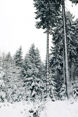 Fototapeta premium Winter forest covered in snow