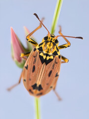 Closterotomus cinctipes is a plant bug belonging to the family Miridae, subfamily Mirinae, Greece