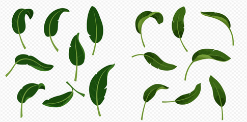 A collection of vibrant green tropical leaves, possibly banana leaves, depicted in various natural positions on a transparent background.