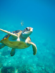 Green sea turtle in blue sea water tropical tortoise swimming underwater. Creative Banner. Copyspace image