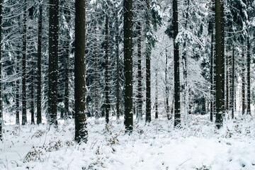 Fototapeta premium Winter forest covered in snow