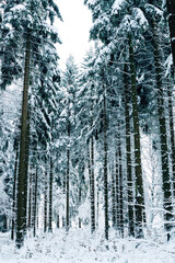 Fototapeta premium Winter forest covered in snow