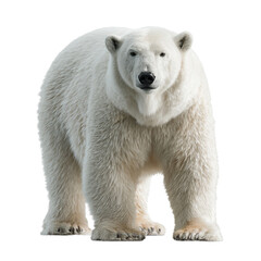 Polar bear, white background, frontal view, full-body photograph PNG Transparent Background