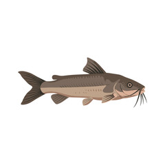 Fototapeta premium Illustration of a detailed catfish – flat illustration