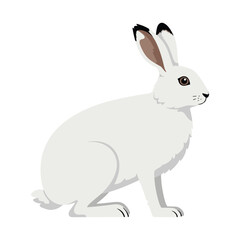 Obraz premium Illustration of a white arctic hare with distinctive black-tipped ears facing sideways – flat illustration