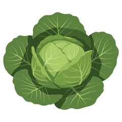 Fresh green cabbage with detailed leaf patterns – flat illustration
