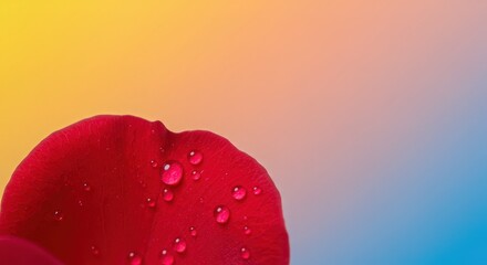Close-Up of Red Rose Petal with Water Drops on Soft Gradient Background