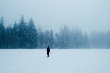 Winter forest covered in snow