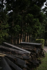 Close-up view of a natural pine log showing detailed wood grain and rustic texture. Perfect for use in forestry themes, carpentry projects, construction materials, eco-friendly designs, backgrounds.