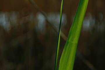 Nature, Spring, Macro Photography