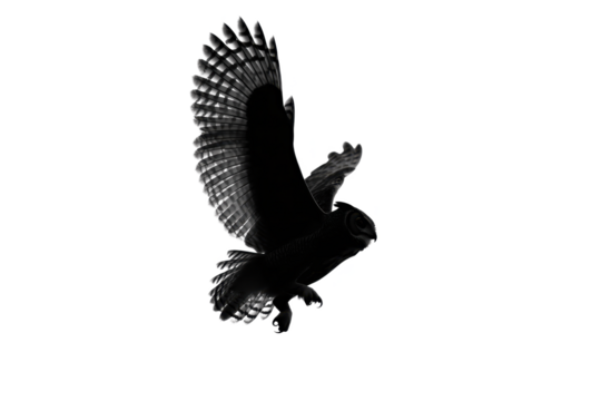 Black Bird In Flight A clown stands with his arms folded