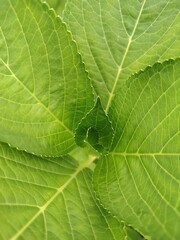Wallpaper with green leaves. Close-up. High angle. 