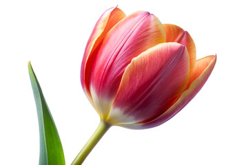 Vibrant pink and orange tulip flower isolated studio portrait for spring and nature designs transparent background