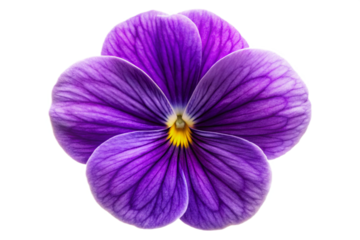 Vibrant violet flower isolated no shadow natural beauty photographic detail transparent background