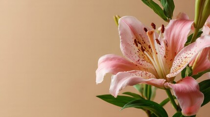 Fresh Pink Lily Flower on Plain Background