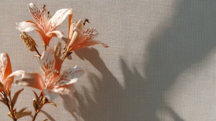 Soft Orange Lily Flowers with Artistic Shadows on Textured Background
