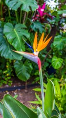Vibrant bird of paradise flower amidst lush tropical foliage