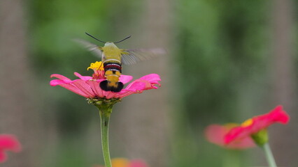 The picture shows a coffee bee moth or Cephonodes Hylas, also known as Pellucid Hawk Moth or Coffee Clearwing. 
