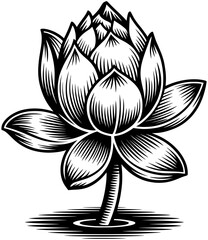 vector illustration of lotus flower
