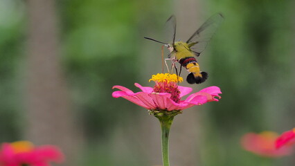 The picture shows a coffee bee moth or Cephonodes Hylas, also known as Pellucid Hawk Moth or Coffee Clearwing. 