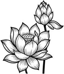 vector illustration of lotus flower
