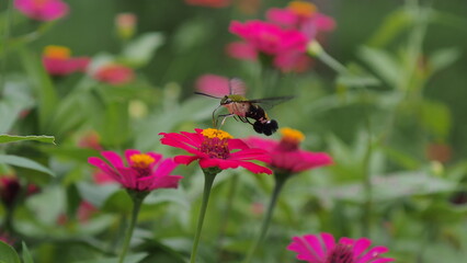 The picture shows a coffee bee moth or Cephonodes Hylas, also known as Pellucid Hawk Moth or Coffee Clearwing. 