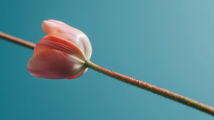 Single Pink Tulip with Dew Drops on Blue Background
