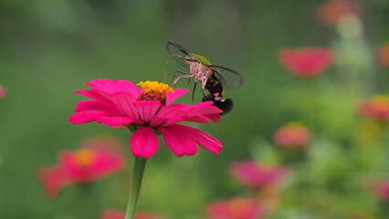 The picture shows a coffee bee moth or Cephonodes Hylas, also known as Pellucid Hawk Moth or Coffee Clearwing. 
