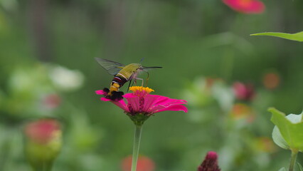 The picture shows a coffee bee moth or Cephonodes Hylas, also known as Pellucid Hawk Moth or Coffee Clearwing. 