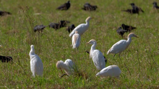 A Western Cattle Egret walking on a meadow