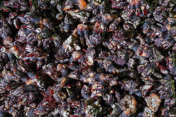 Galician barnacles freshly caught from the sea