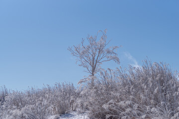 見上げると美しい霧氷と青空