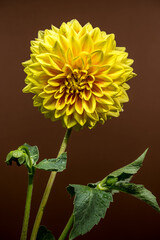 Golden Yellow Dahlia Blooming Against a Dark Background
