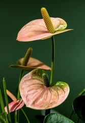 Elegant Pink Anthurium Flowers Against a Green Background