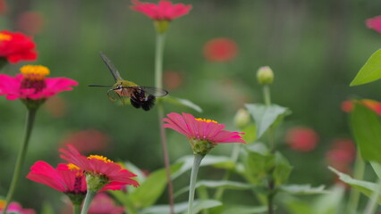 The picture shows a coffee bee moth or Cephonodes Hylas, also known as Pellucid Hawk Moth or Coffee Clearwing. 