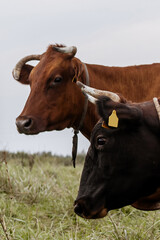 Close-up of two horned cows with ear tags grazing on green field in countryside, brown and black cattle in rural farmland landscape