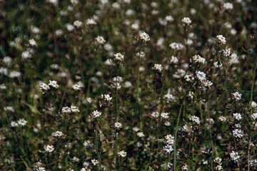 Macro Photography, Spring Plants, Art, Wild Nature