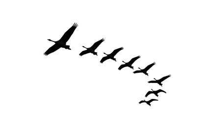 Fototapeta premium Elegant flock of birds soaring across a clear sky in formation