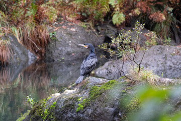 Cormorant bird by the river in the wild