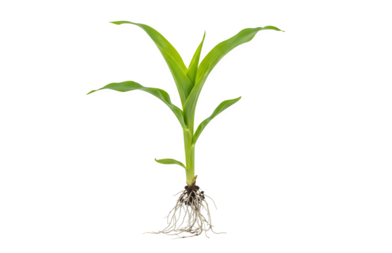 A young corn (maize) plant featuring green leaves and a root system, isolated against a white background.