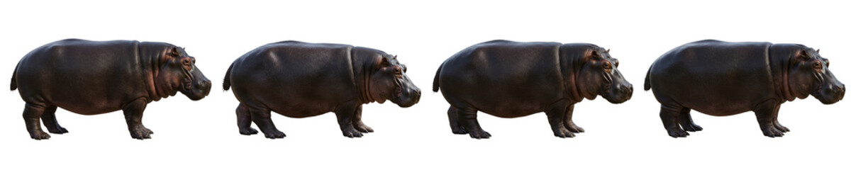Obraz premium Hippopotamus Walking Isolated on White Background