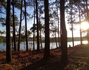 Obraz premium Pine trees line a tranquil lake at sunset