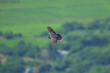 Oriental Turtle Dove gliding midair with blurred landscape background in Taipei, Taiwan