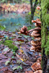 Honey fungus, wild mushroom on a tree