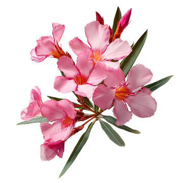 Oleander Bloom png