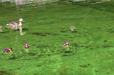 Wild Mallard duck mother with five ducklings swimming in lake at spring park