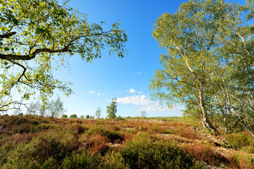 Heather flowering on the plateau of Coquibus in the Fontainebleau Massif