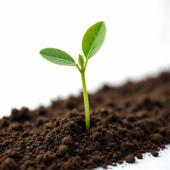 Eco-Friendly Plant Growth Concept with Copy Space