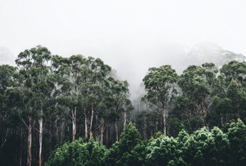 Obraz premium Atmospheric shot showcases tall trees enveloped in a misty forest with hills fading into the distance. Dense green canopy on a gray backdrop