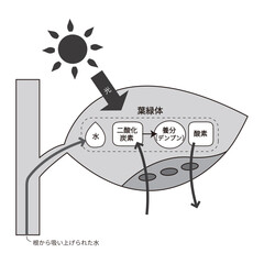 光合成の説明図